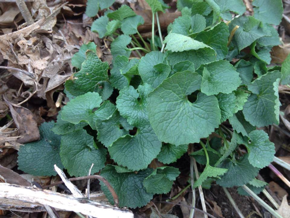 garlic mustard