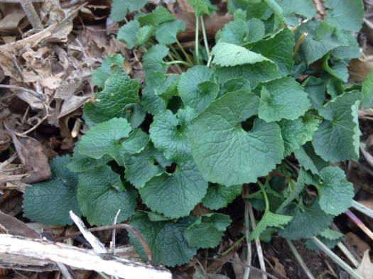garlic mustard
