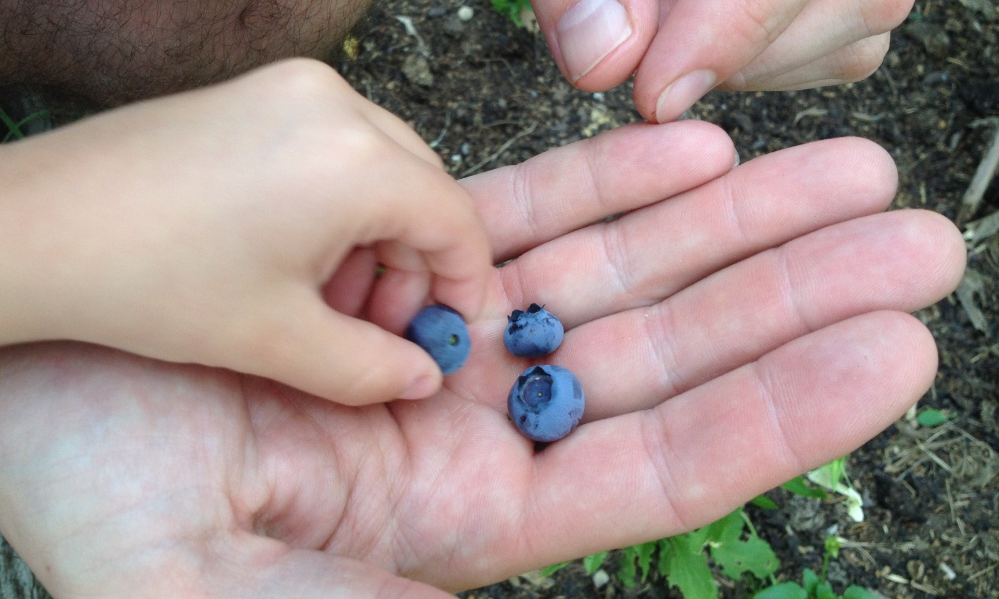 first blueberries of 2014