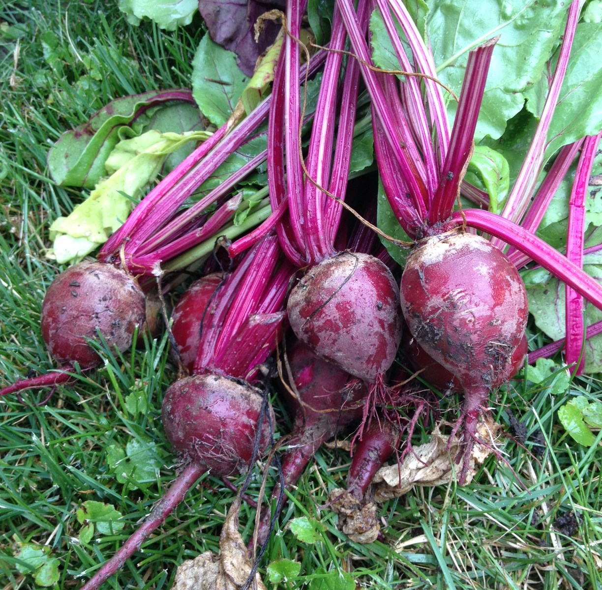 beets from my backyard garden
