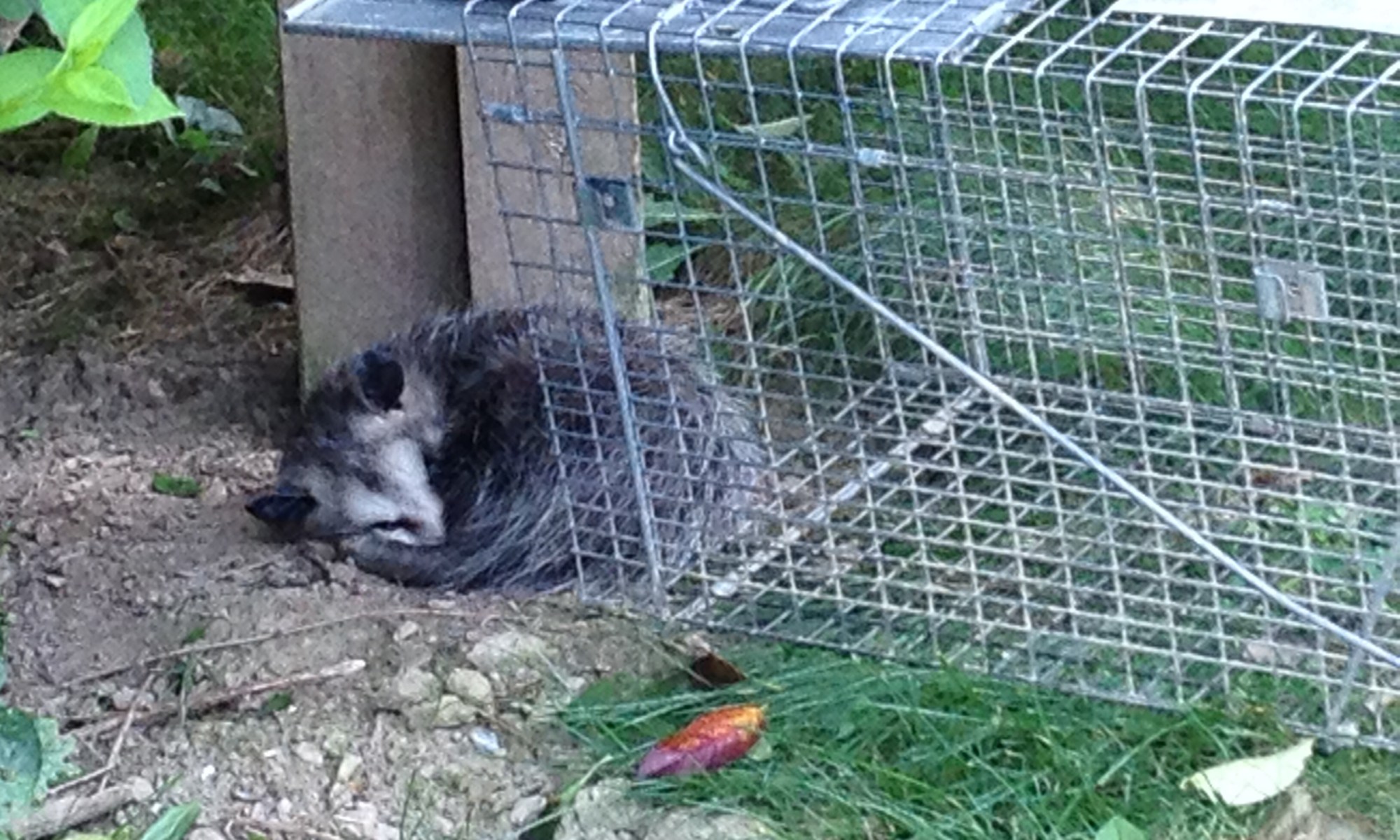 An opossum in my garden varmint cage
