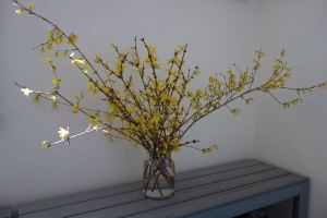 Forsythia branches