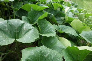 pumpkin leaves
