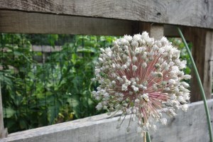 leek blossom