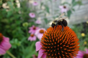 bee on a coneflower