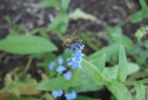 honeybee on Chinese forget-me-not blooms