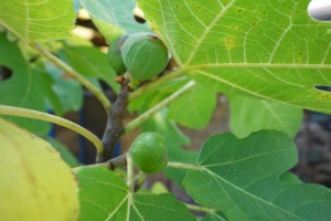 figs and fig leaves