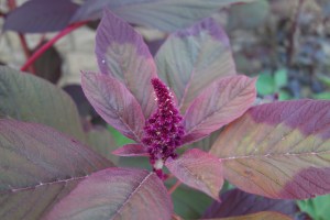 growing amaranth
