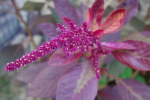 flowering amaranth