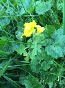 buffalo bur or Texas thistle