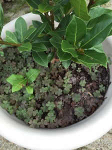 Shamrocks in the potted laurel