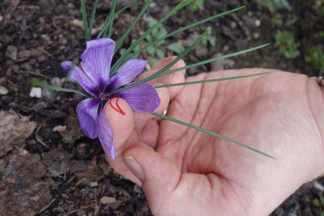 I was able to harvest a couple of saffron threads!