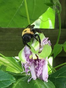 Bumblebee on a passion fruit flower on a vine growing in western Pennsylvania