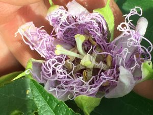 passion fruit flower opening on the vine in the early morning